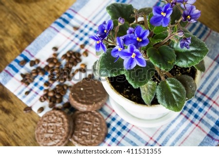 Gentle blue violets 