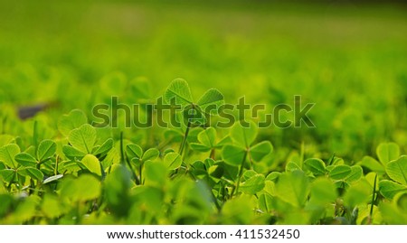 New young clover leaves in fresh green spring grass with sunshine back light, selective focus
