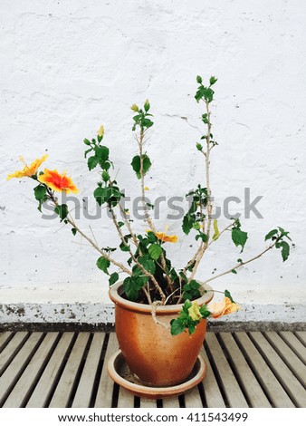Orange mallow growing in clay pot, garden decoration.