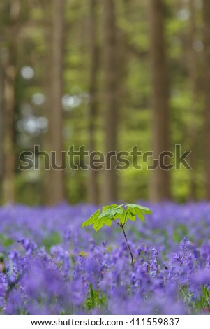 A beautiful blooming bluebell forest in early morning sunlight. Photographed in the Forest of Halle (Hallerbos) in Belgium.