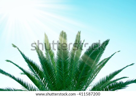 palm tree in the resort