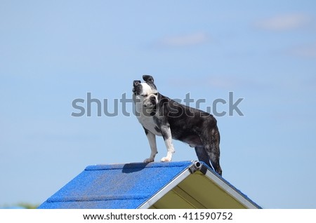 Boston Terrier Standing on an A-frame at Dog Agility Trial