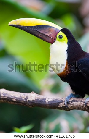 Chestnut-mandibled Toucan or Swainsons Toucan - Ramphastos swainsonii