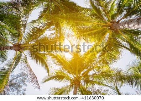 Coconut tree and sun shine.