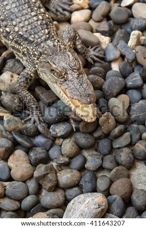 Baby crocodile on pebble