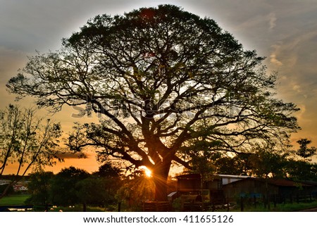 Amazing Sunset Behind A Tree
