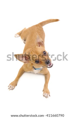 A little puppy lying on a white background