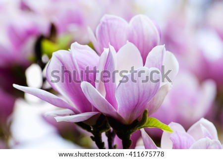 Closeup of Magnolia Flower at Blossom in Spring