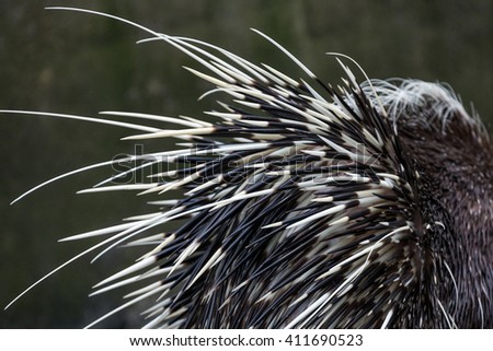 porcupine detail