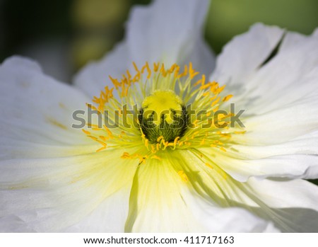 Closeup of a beautiful white poppy flower