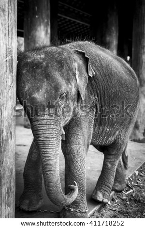 Asian baby elephant tied to a chain. Black and white picture