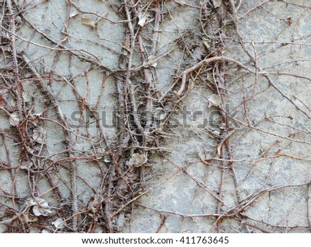 stone wall with dry branches of creeper in nature, horizontal picture          