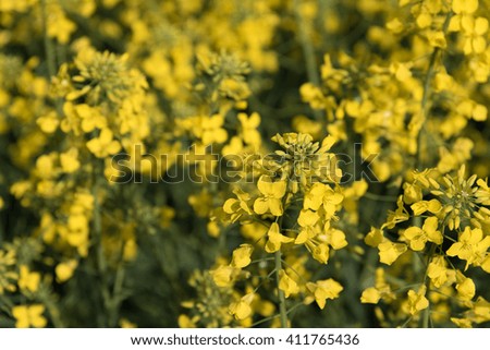 Yellow flowers fields in the hills, fields of rapese