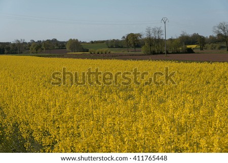 Yellow flowers fields in the hills, fields of rapese