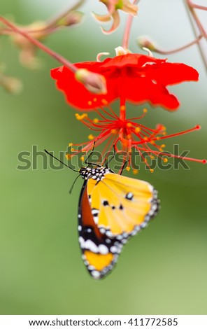Beautiful Plain Tiger butterfly (Danaus chrysippus) perching on flower. Close-up.
