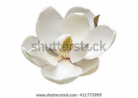 Southern magnolia (Magnolia grandiflora). Called  Evegreen Magnolia, Bull Bay, Bullbay Magnolia, Laurel Magnolia and Loblolly Magnolia also. Close up image of flower isolated on white background