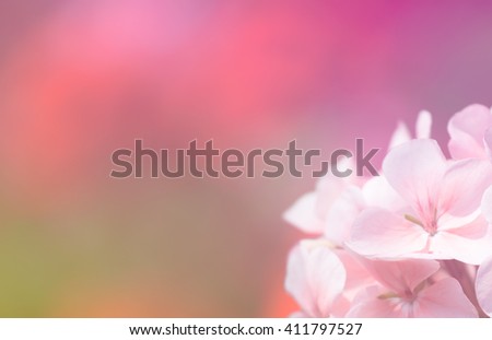 Flower with soft filter background 