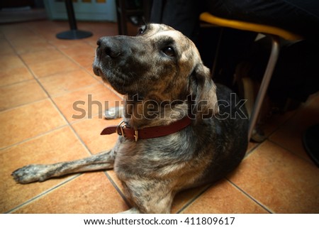 Dog sitting in pet friendly bar - enhanced colors