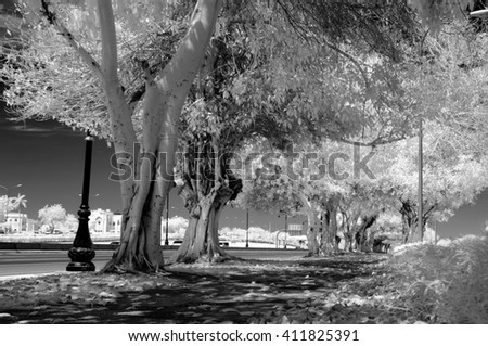 Black and white infrared image of a sidewalk alongside a tree lined empty road