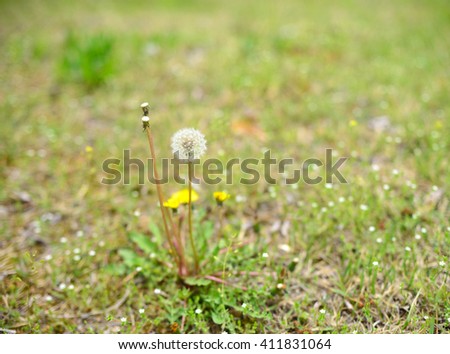 dandelion of spring