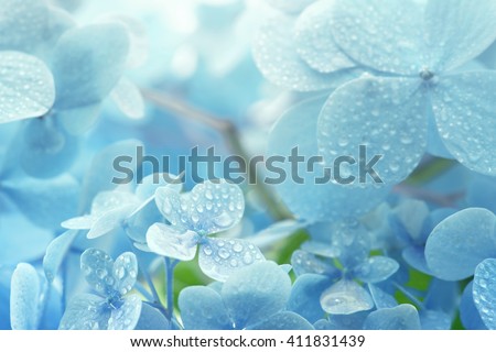 A young Hydrangea flower after a spring shower, inside a larger bloom and with light coming in between thee flowers. Extremely shallow depth of field for dreamy feel. Royalty-Free Stock Photo #411831439