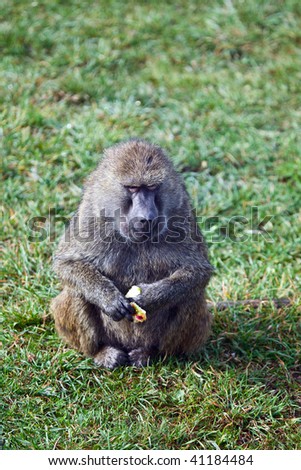 Baboon relaxing and eating fruit
