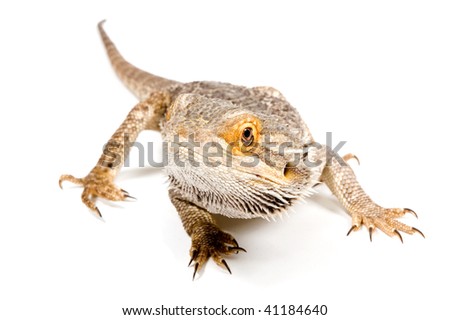 Bearded Dragon (pogona vitticeps) isolated on a white background