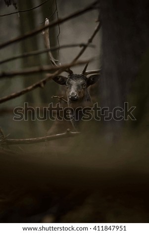 Fallow deer spotted comes from the Mediterranean region and Asia minor. Photo was taken in the Czech Republic. 