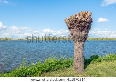 Newly pollarded willow with a crude bark on the banks of a Dutch river. It is a cold but sunny day at the beginning of the spring season.