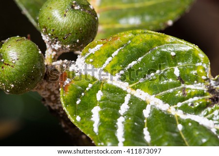Mealybug on leaf figs. Plant aphid insect infestation 