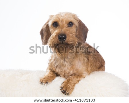 Miniature Wire-Haired Dachshund or weenie dog. The puppy is photographed in the studio.