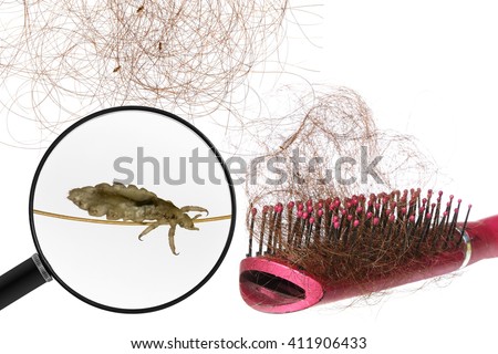 Head lice (louse) - view through a magnifying glass, human hair with head lice (louse) and hairbrush with lots of hair. Macro. All objects Isolated on a white background.