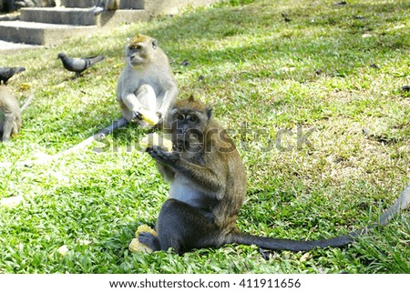 Monkey sitting to eating:Close up,select focus with shallow depth of field.