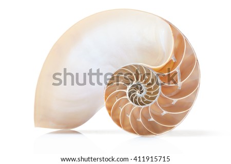 Nautilus shell section on white with soft shadow, clipping path Royalty-Free Stock Photo #411915715