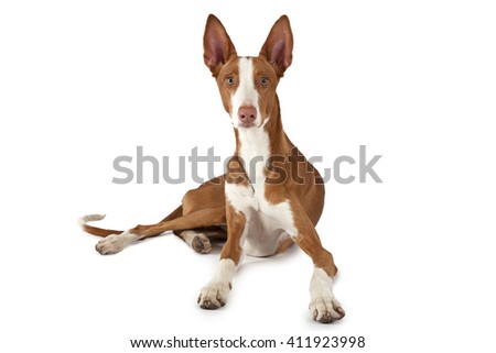 Ibizan Hound (Podenco ibicenco) dog lying in front of white background and looking at the camera
 Royalty-Free Stock Photo #411923998