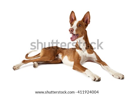 One year old Ibizan Hound (Podenco ibicenco) dog lying in front of white background 
 Royalty-Free Stock Photo #411924004
