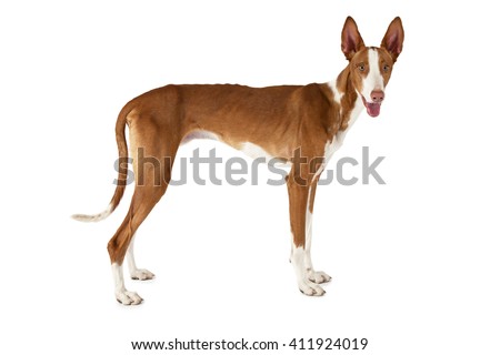 One year old Podenco ibicenco dog standing in front of white background and looking forward
 Royalty-Free Stock Photo #411924019