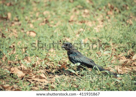Small one female Black Drongo bird perched on grass in the garden , process in vintage style