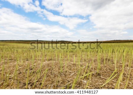  agricultural field, which collect ripe canola crop farming summer, Defocus