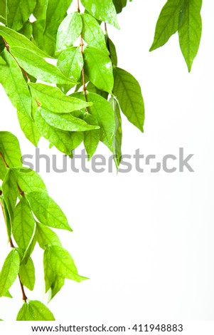 frame of fresh green leaves on white background : with blank space for text
