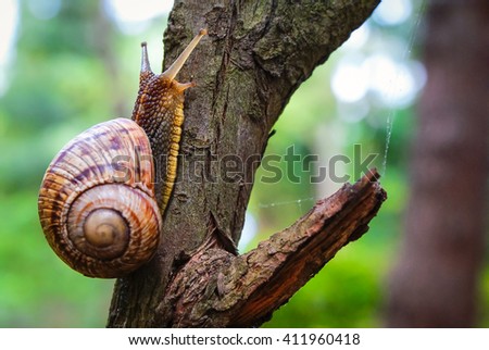 Snail on the tree in the garden. Snail gliding on the wet wooden texture. Macro close-up blurred green background. Short depth of focus. Latin name: Arianta arbustorum. Royalty-Free Stock Photo #411960418