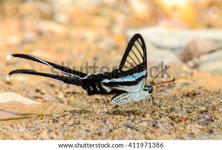 Green Dragontail butterfly eat minerals in nature
