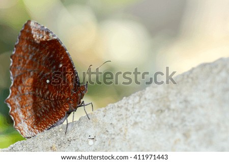common palmfly butterfly  in nature