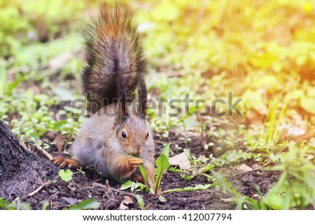 cute squirrel in a Park in spring eating grass dandelion
