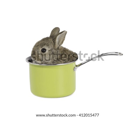baby rabbit in pot on white background