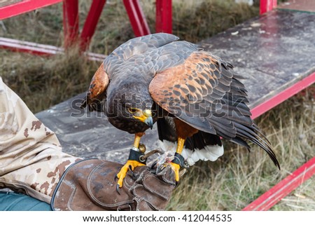 Harris eagle falconer's fist. Harris Hawk. Parabuteo unicinctus.
