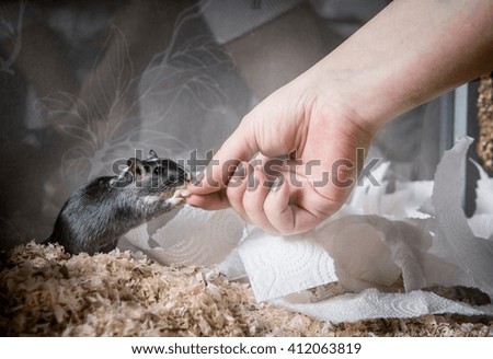 Gerbil being fed by owner