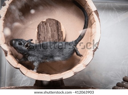 Gerbil running on wooden wheel