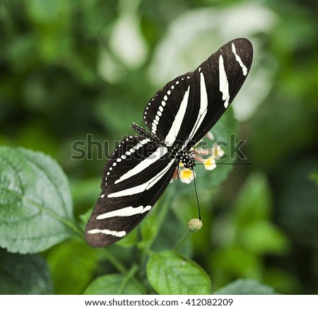 butterfly on a flower
