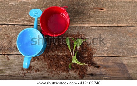Replacing of seedling, several young green sprouts lie on a soil small group. Nearby agricultural tools: bucket and watering can